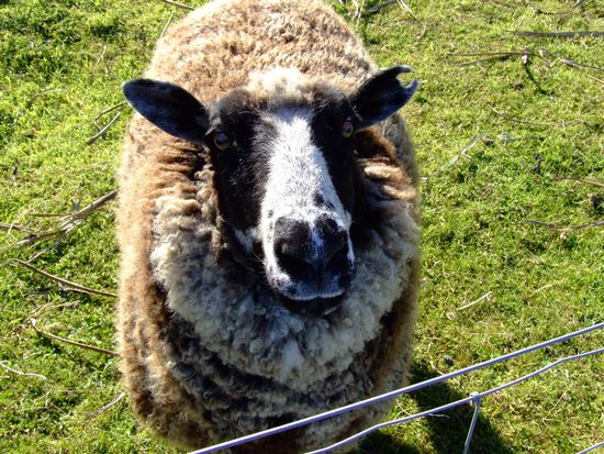 "Bääääääääääääääääähhhhh"! 