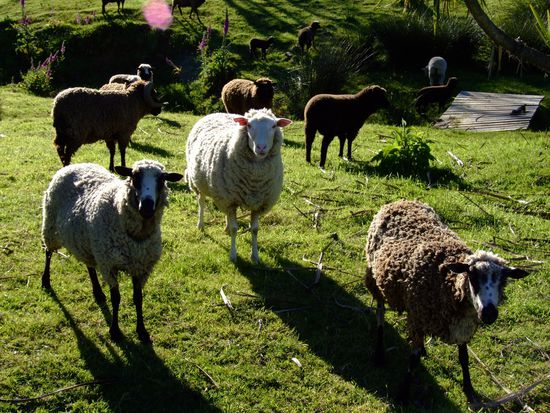 "Guckt mal, die fotografiert uns!"