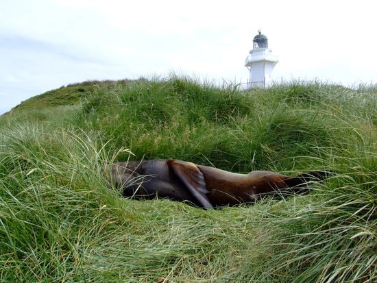 gut getarnter Seelöwe im Gras...*schnarch