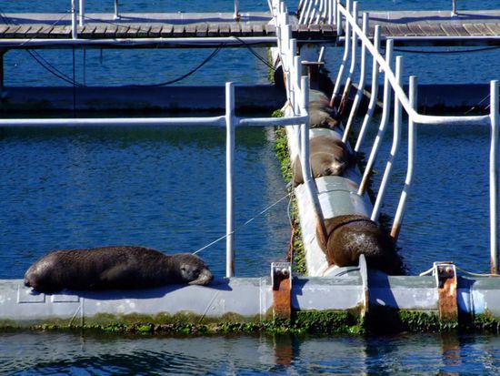 ... mich über Seehunde kaputtlachen ...