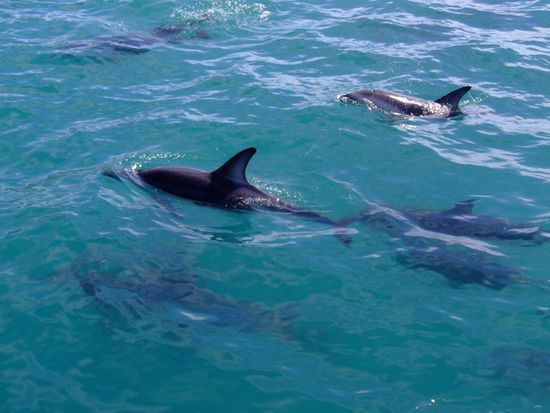 Dusky Dolphins in Kaikoura