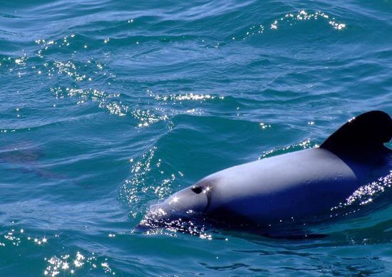 Hektordelfin, Marlborough Sounds