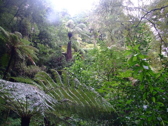 wunderschöner geheimnisvoller
Regenwald
