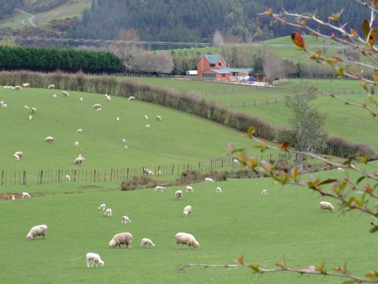 einige von Neuseelands
50 Mio. Schafen