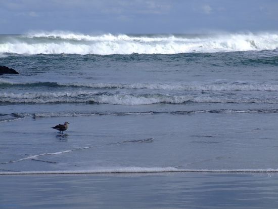 Ein Sturmvogel spielt
in den Wellen