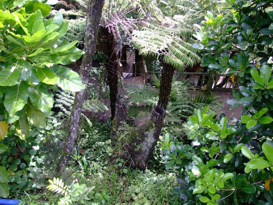 weg zu einem Haus, Titirangi