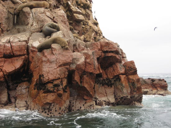 Lazy wildlife on Ballestas Islands