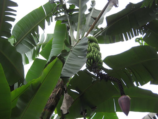 Bananas - they are really growing upside down or downside up...