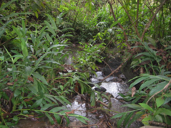 San Cristobal, Galapagos, fresh water in the middle of the island