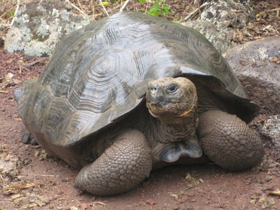 Tortoise about 40 years old and still a baby compaired to her relatives with over 150 years