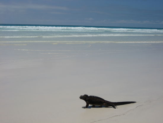 Playa Tortuga Bay on Santa Cruz - wow!