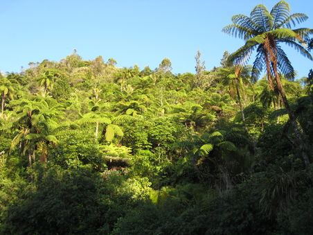 4 meter high ferns - the sign of NZ,
Coromandel Peninsula