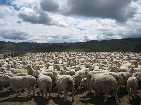 14:1 Sheeps to People in NZ