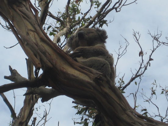 Koala at Cape Otway