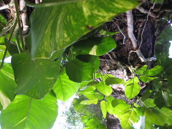 Botanischer Garten, unsere Zimmerpflanzen wachsen am Baum empor, so wie sie wirklich sein sollten...