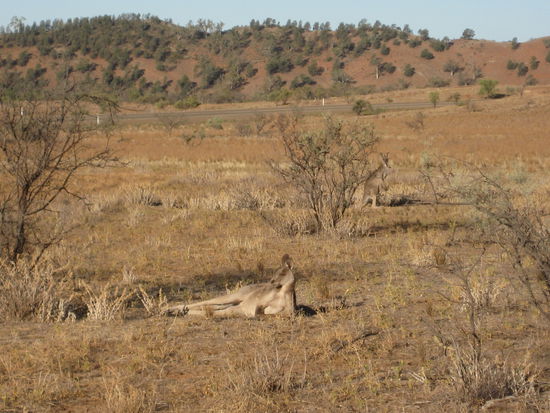 How many Kangaroos can you see? (2)
Flinders Ranges National Park