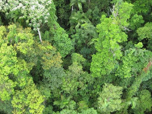 Rainforest close to Cairns
from a birds view (Skyrail)