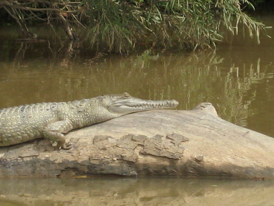 freshwater croc, Barron River, Kuranda,
really there, alive, in the nature!