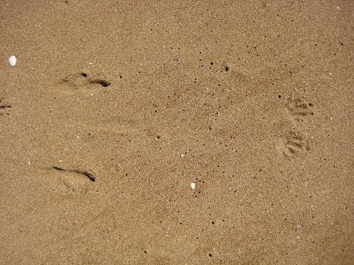 Kangaroo footprints in the sand