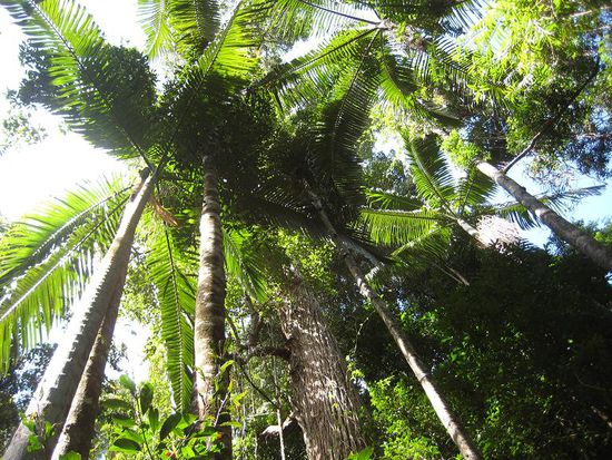 Rainforest on Fraser Island 
What a green!