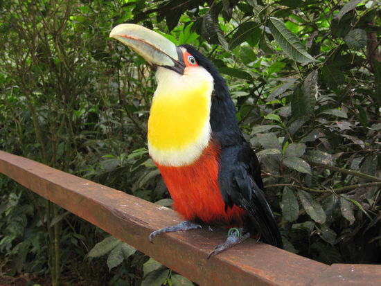 Tucan im "Birdpark"