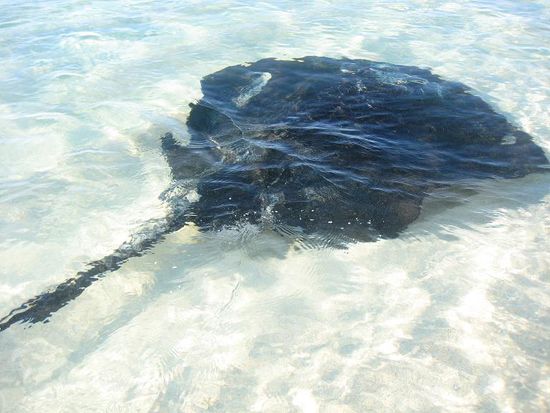 Big black rays in Hamelin Bay
coming close to the beach