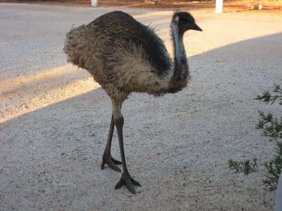 wild emus everywhere...