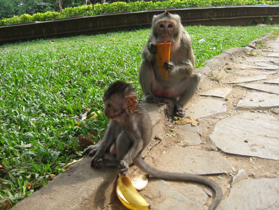 Monkeys at Wat Phnom