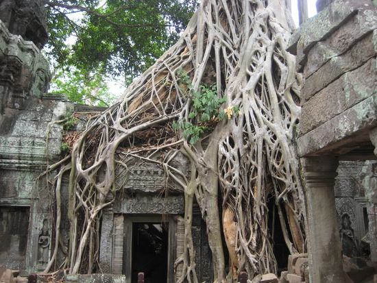 Ta Prohm (The Tomb Raider Temple)