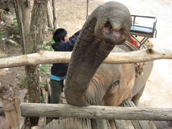 Gimmy banana, tröööööt!