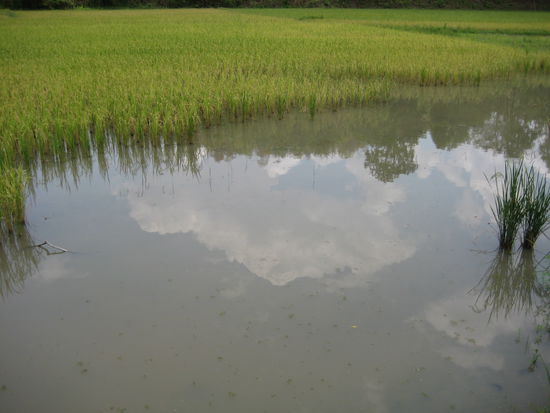 Paddy field