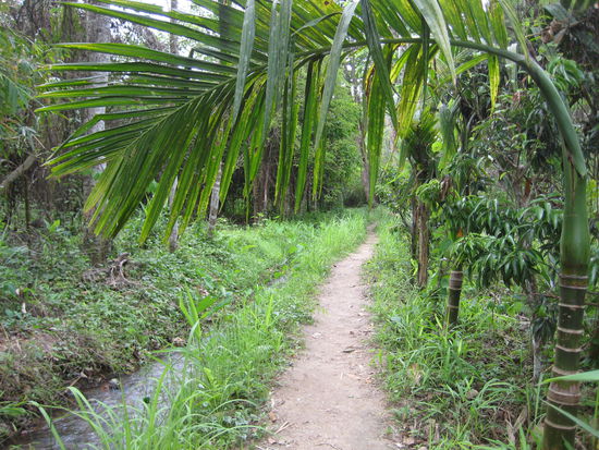 Trekking through the woods of Asia