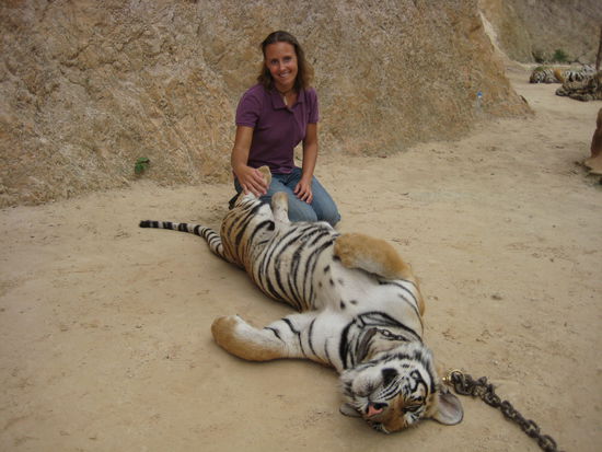 Touching a tiger, Tiger Temple, close to Bangkok