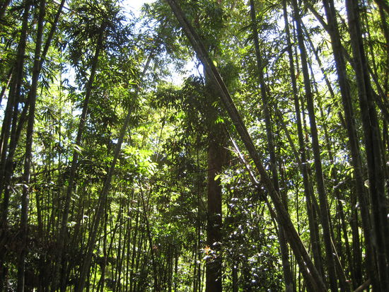 Bamboo-green Jungle of Asia, Cameron Highlands