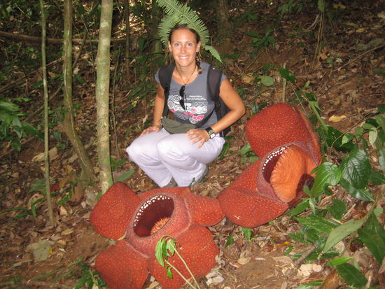 Rafflesia in the Malay Jungle