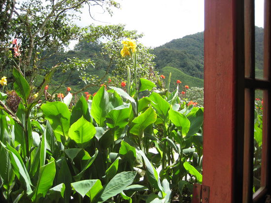 View from the Boh Tea Factory