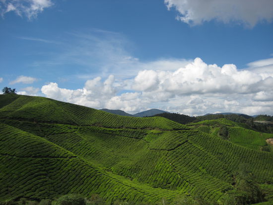 Tea estate, just stunning