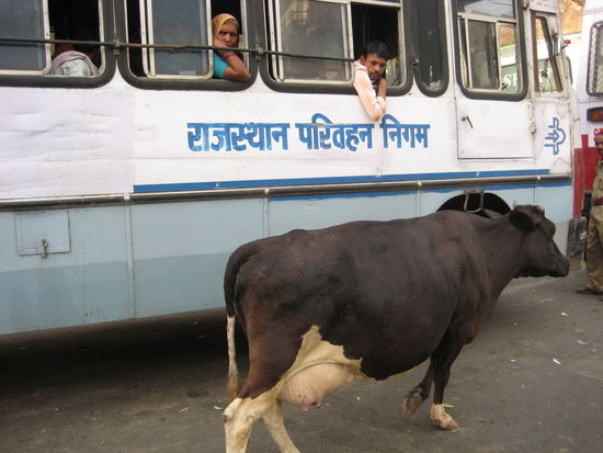 Holy cows everywhere