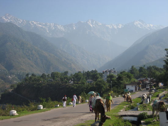 Himalaya Mountain view, Palampur, Himachal Pradesch, India