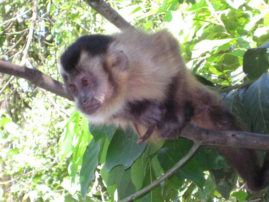 Monkey, Banjos del Sol