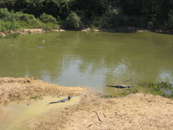 Small Caiman (next to the road)