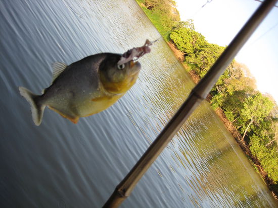 Piranja, hmmm very tasty