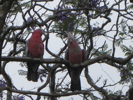 fuer Rita! 
rosabauchige Papageimama mit Baby (rechts) in Bega
