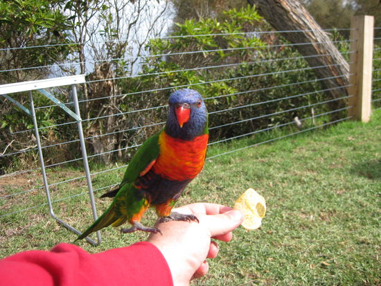 Der Papagei mag keine Chips... 