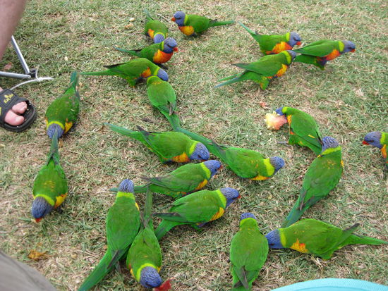 ... und diese lieben Apfel!!! 