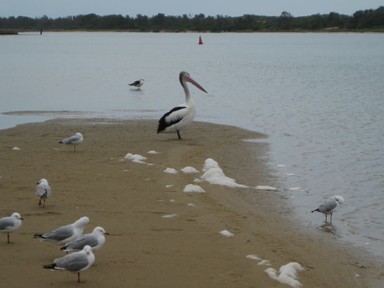 cooler riesen Pelikan