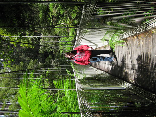 Bruecke durch den Regenwald, Tarra Bulga
(denkt es euch Hochkant ^^)