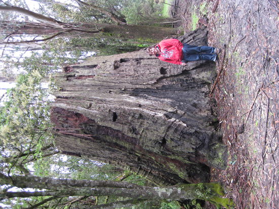 historische Riesen-Baumstuempfe
(der Baum war mal ca. 80m hoch!)
(denkt es euch Hochkant ^^)