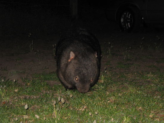kleine, suesse Wombats
