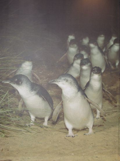 Kleine suesse Pinguine!!!
(vom Plakat abfotografiert! )